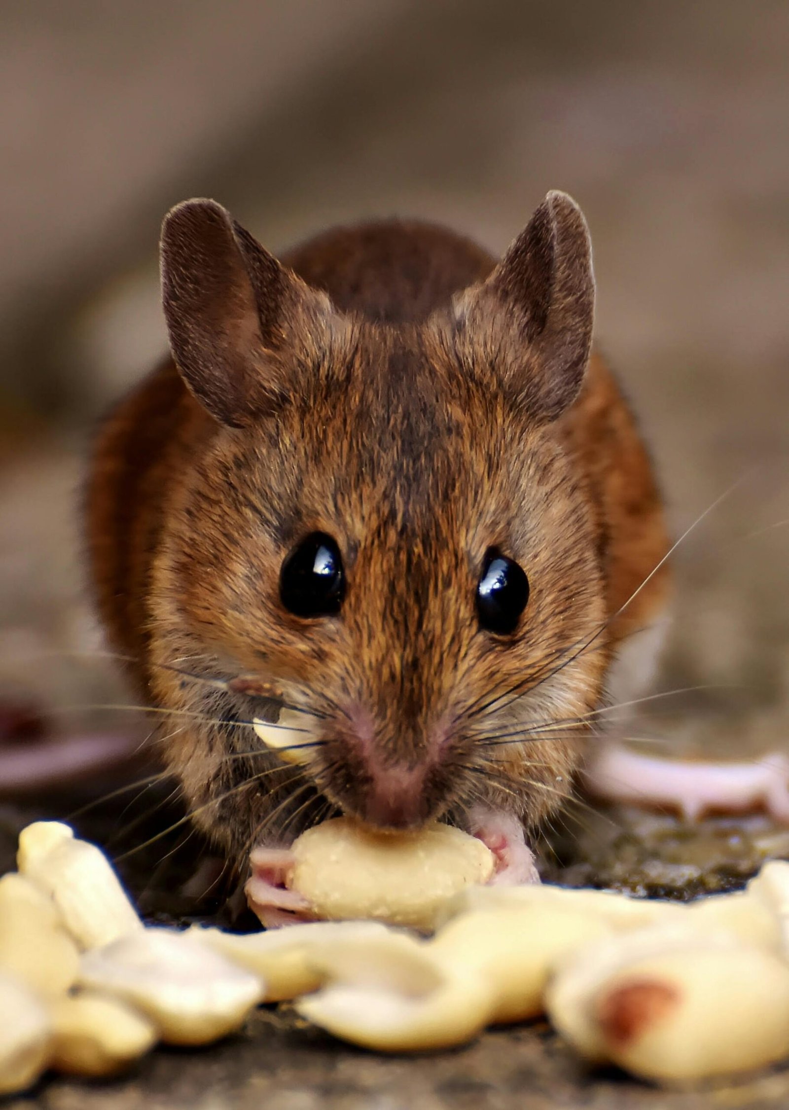 Relebale Pest Control Services