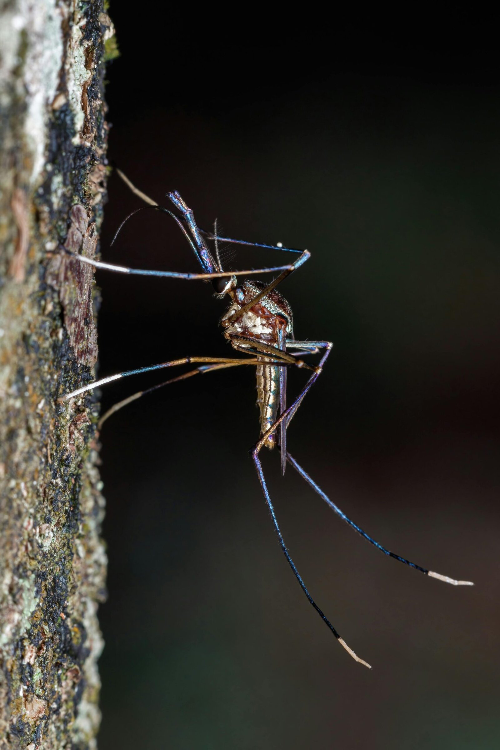 Relebale Pest Control Services