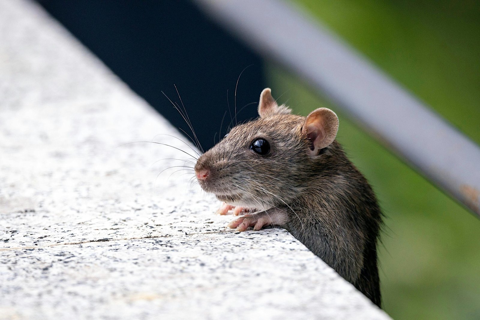 Relebale Pest Control Services