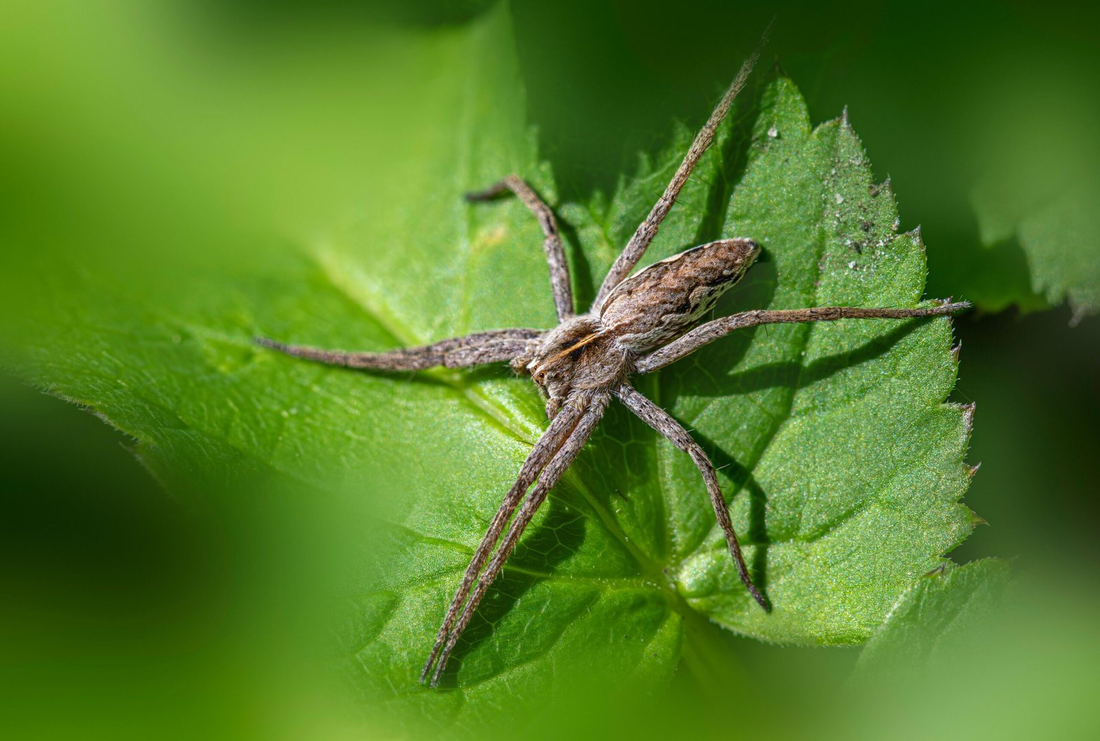 Relebale Pest Control Services