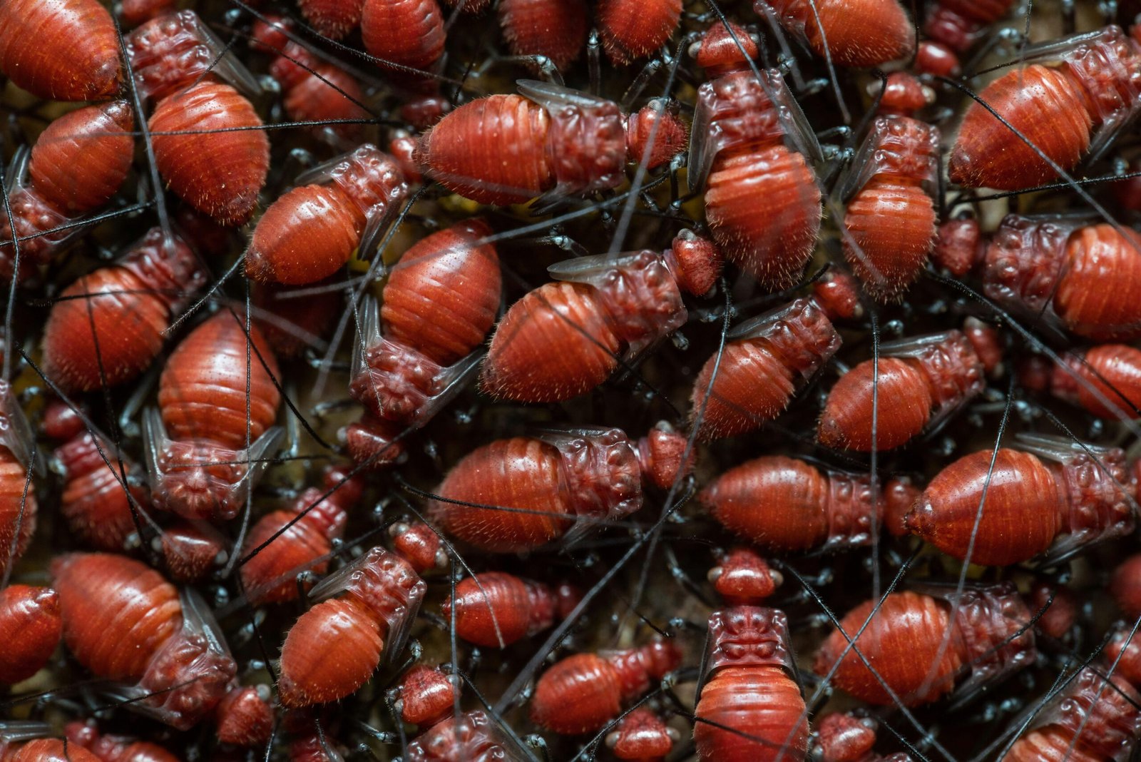 Relebale Pest Control Services