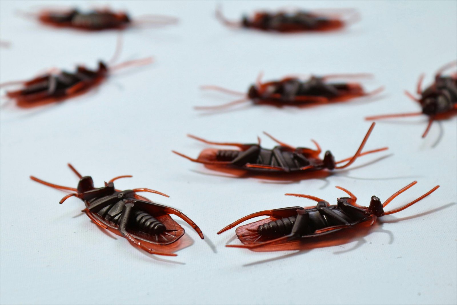 Relebale Pest Control Services