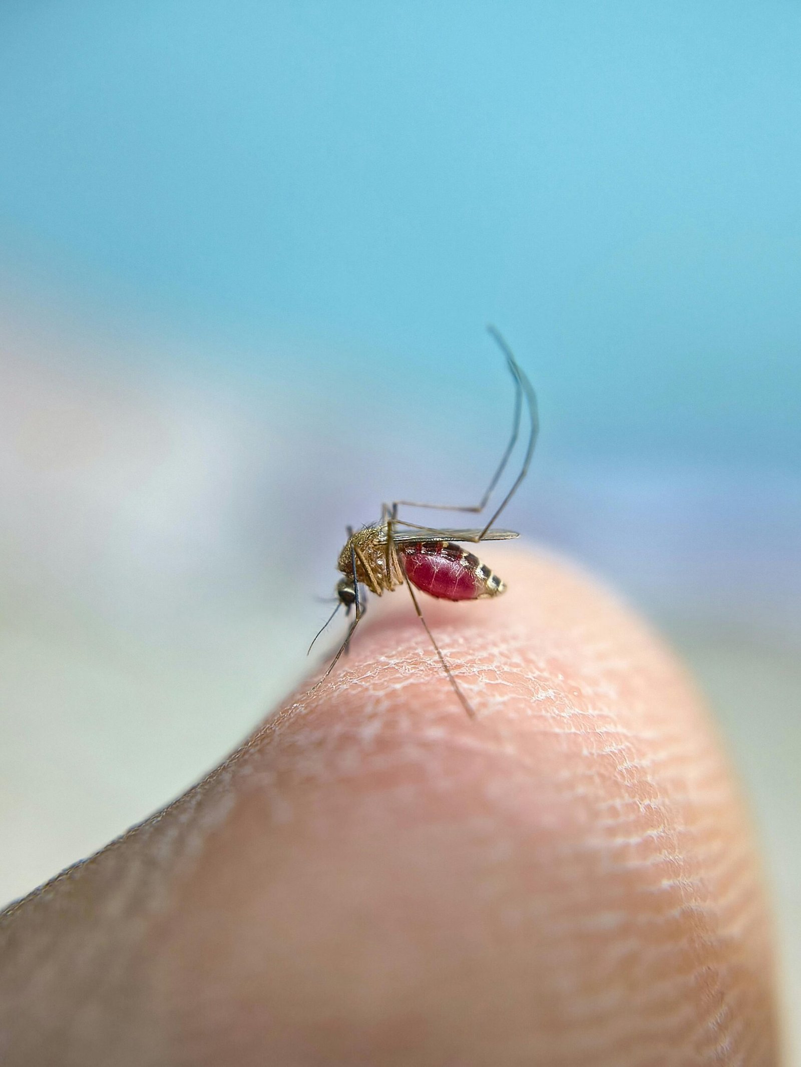 Relebale Pest Control Services