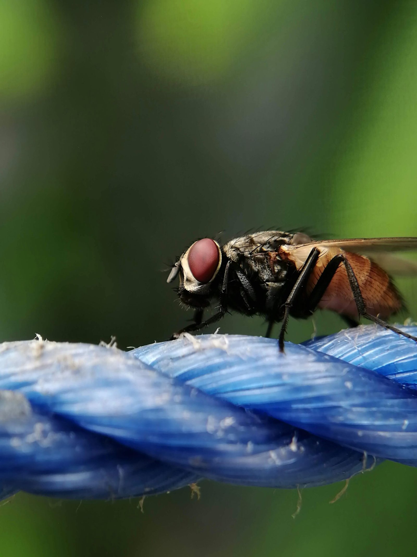 Relebale Pest Control Services